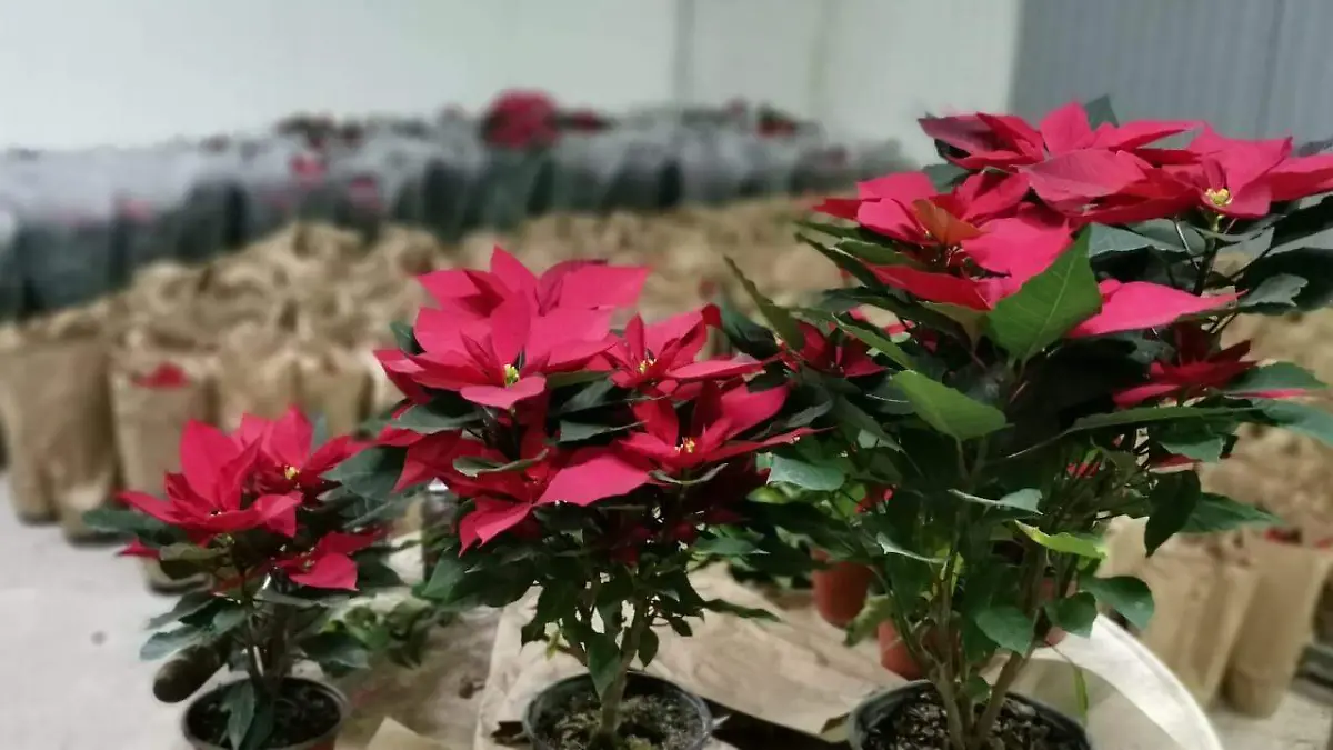 La flor de temporada nochebuena ha empezado a comercializarse por parte de floricultores.